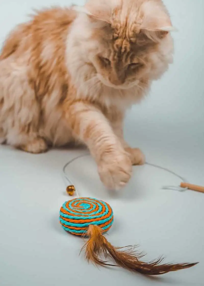 greenhero_katzenangel_anwendung_04