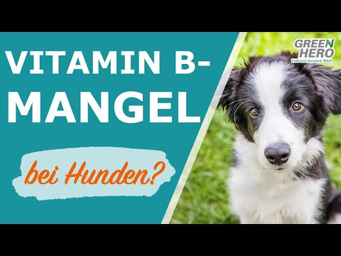 Vitamin B Komplex für Hunde und Katzen Hochdosiert Mineralstoffe 100 Stück