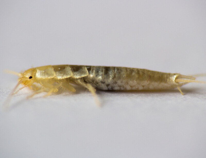 Silberfische bekämpfen Ultimativer Ratgeber